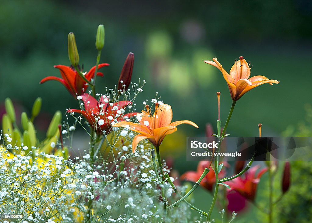 정원 Lillies - 로열티 프리 경관 스톡 사진
