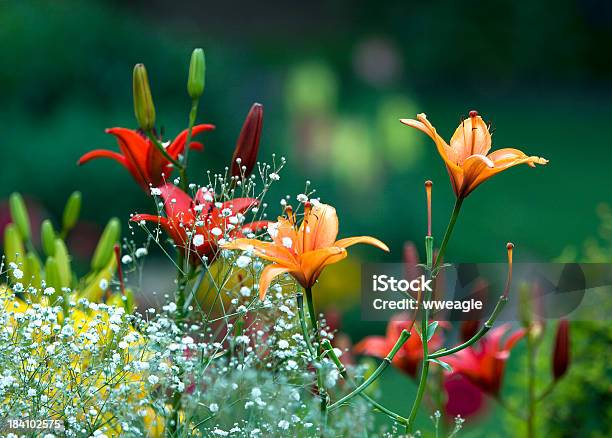 정원 Lillies 경관에 대한 스톡 사진 및 기타 이미지 - 경관, 꽃-꽃의 구조, 꽃-식물