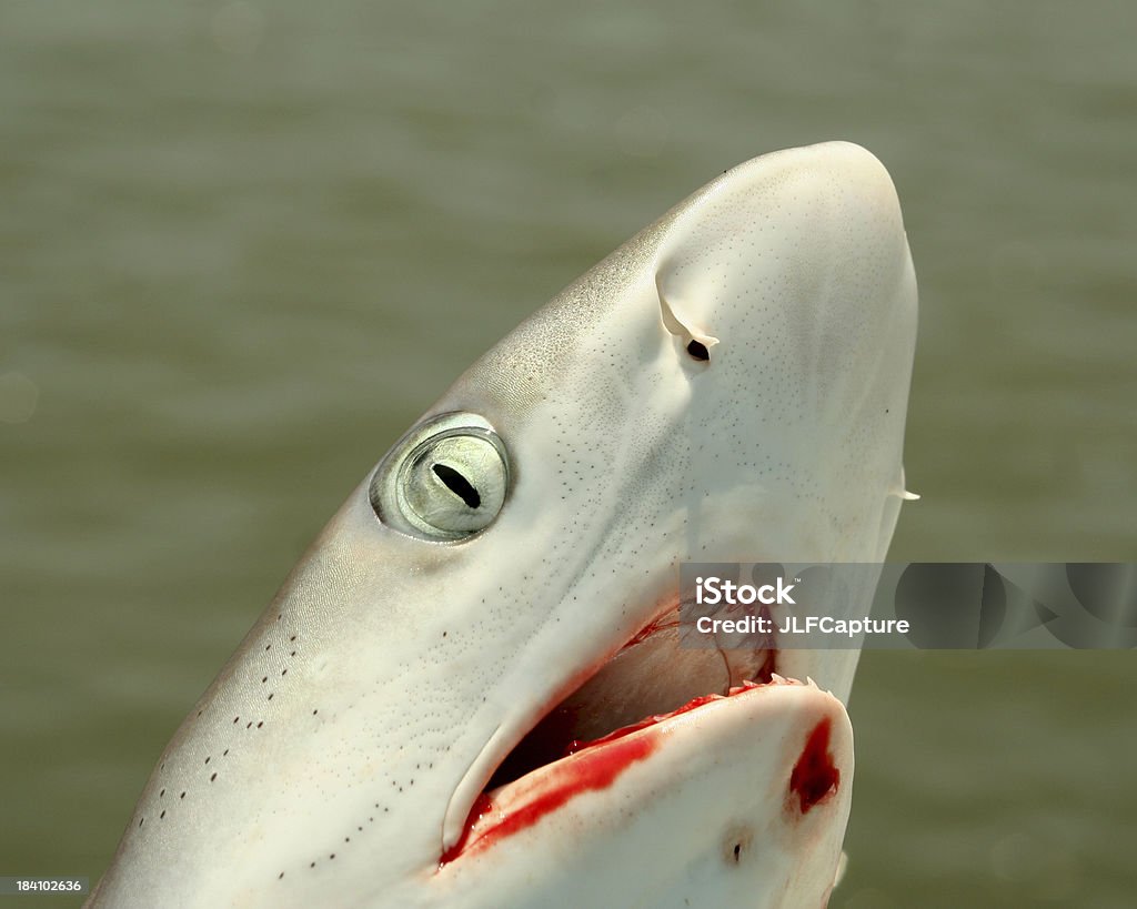Closeup of Shark with Bloody Mouth closeup of a shark after being caught by a fisherman / Please see my lightbox with similar photos: Aggression Stock Photo