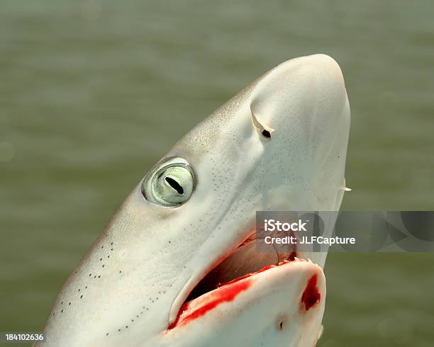 Closeup Of Shark With Bloody Mouth Stock Photo - Download Image Now - Aggression, Animal, Animal Blood