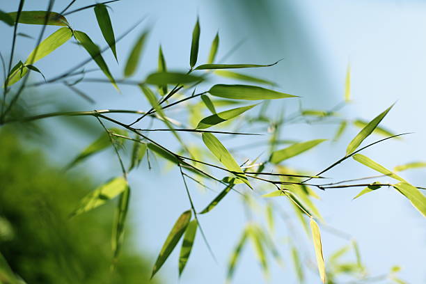 Bamboo Leaves stock photo