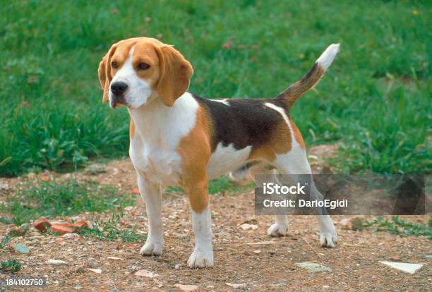 Cucciolo Di Beagle In Piedi In Un Prato - Fotografie stock e altre immagini di Beagle - Beagle, Cucciolo, Animale