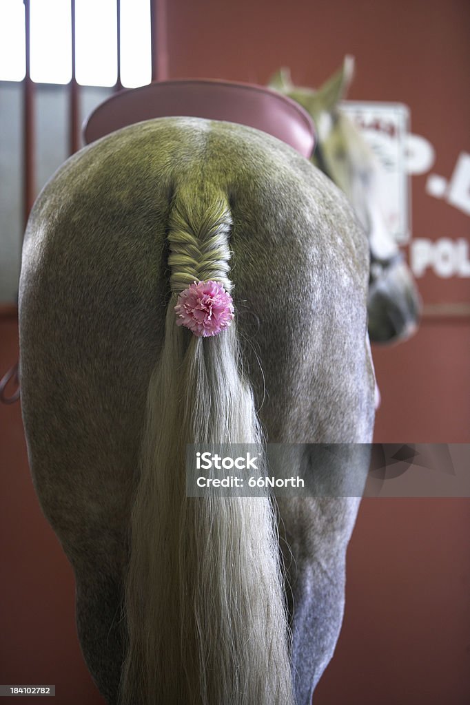 Será que a Rose tornam o meu traseiro Look grande - Royalty-free Cavalo - Família do Cavalo Foto de stock