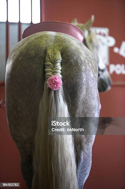 Será Que A Rose Tornam O Meu Traseiro Look Grande - Fotografias de stock e mais imagens de Cavalo - Família do Cavalo - Cavalo - Família do Cavalo, Celeiro, Conceito
