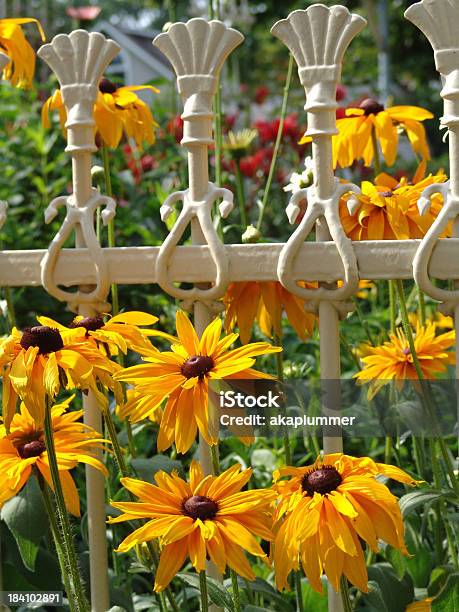 Gänseblümchen Ii Stockfoto und mehr Bilder von Blume - Blume, Gartengestaltung, Schönheit