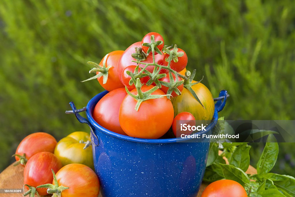 Tomate Heirloom, jardín de vegetales Harvest - Foto de stock de Abundancia libre de derechos