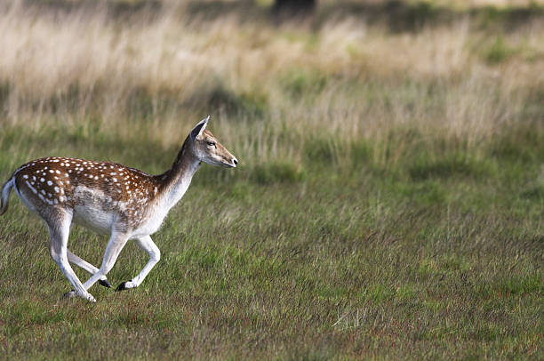istock At the gallop pretty spotted fallow deer female 184103296