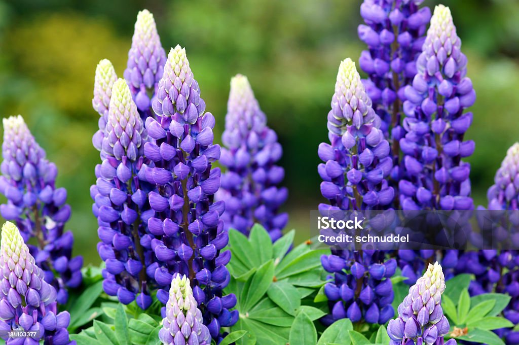The stunning vibrant purple lupin flowers Lupin flowers. Lupine - Flower Stock Photo