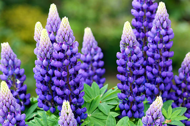The stunning vibrant purple lupin flowers Lupin flowers. lupine flower stock pictures, royalty-free photos & images