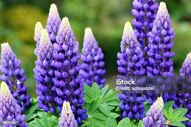 The Stunning Vibrant Purple Lupin Flowers Stock Photo - Download Image Now - Lupine - Flower, Flower, Plant