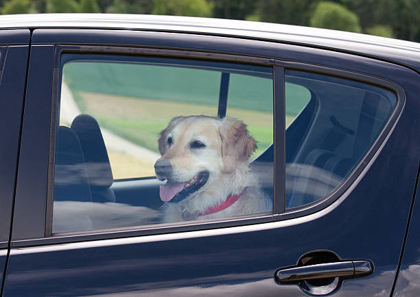 perro dentro de un coche de espera - golden retriever dog retriever waiting fotografías e imágenes de stock