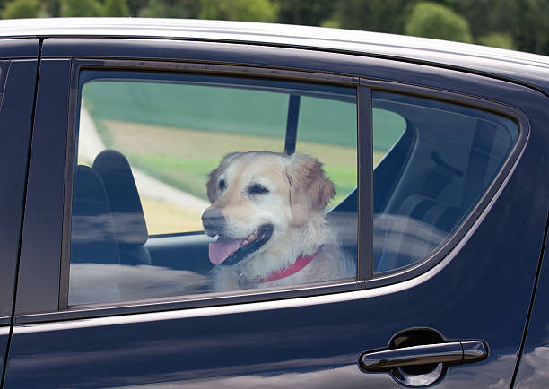 Dog sitting in the back seat of a black car stock photo