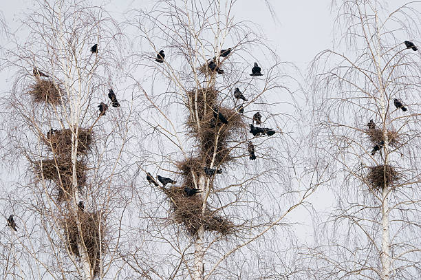 colonia di uccelli - crows nest foto e immagini stock