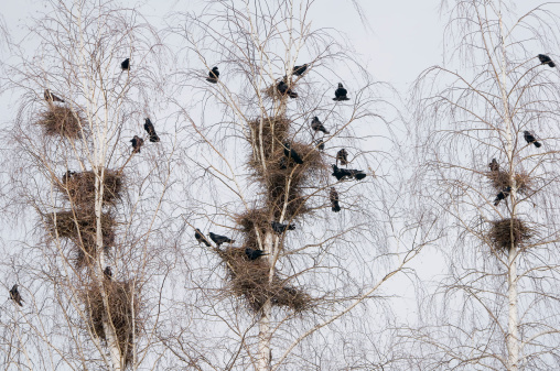 Ravens on birches.