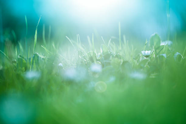 Morning in the field