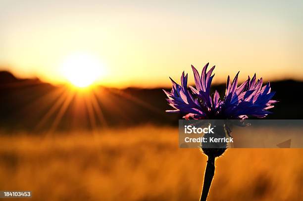 Kornblume In Beleuchteten Stockfoto und mehr Bilder von Blau - Blau, Blume, Blüte