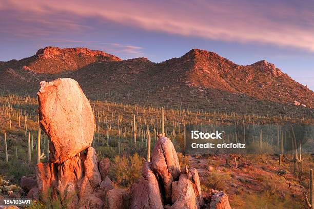 De Saguaro Atardecer Foto de stock y más banco de imágenes de Arizona - Arizona, Cactus, Desierto