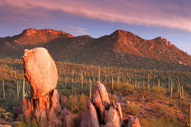 tramonto al saguaro - hiking sonoran desert arizona desert foto e immagini stock
