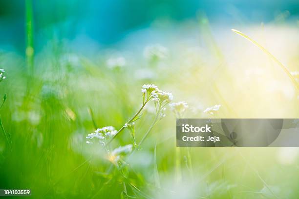필드 햇빛 배경-주제에 대한 스톡 사진 및 기타 이미지 - 배경-주제, 꽃-식물, 봄