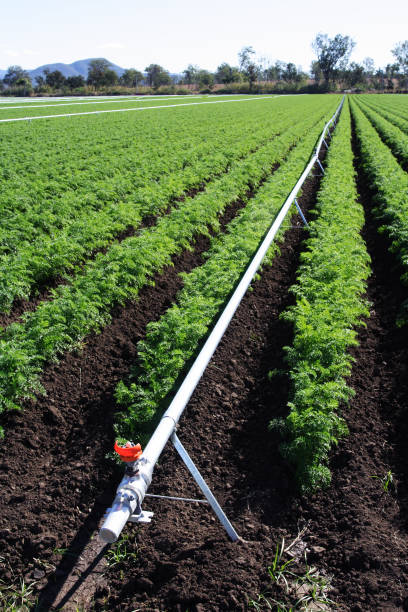 uprawy marchwi z białą irygacji rur - irrigation equipment crop agricultural sprinkler homegrown produce zdjęcia i obrazy z banku zdjęć