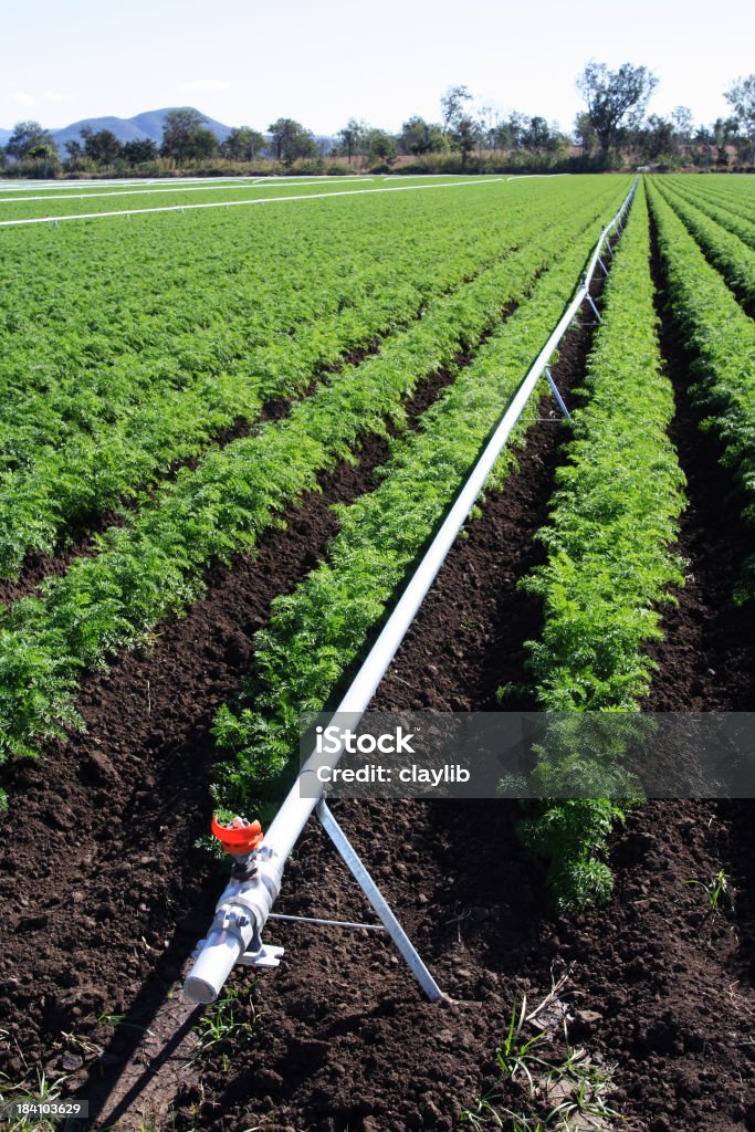Укороченный из моркови с белым Оросительное труба - Стоковые фото Оросительное оборудование роялти-фри