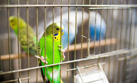 Budgies in the Cage