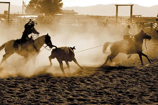 Two men lasso a calf in a team steer roping competition.  Focus is on the man on the left.  Some motion blur.