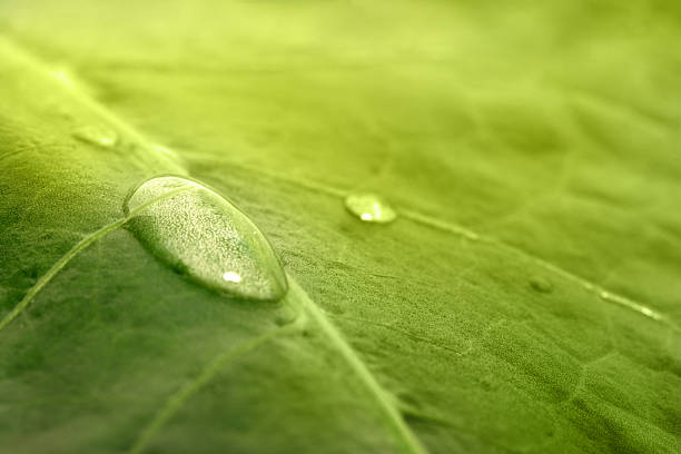 istock Drop of dew on green leaf 184103884