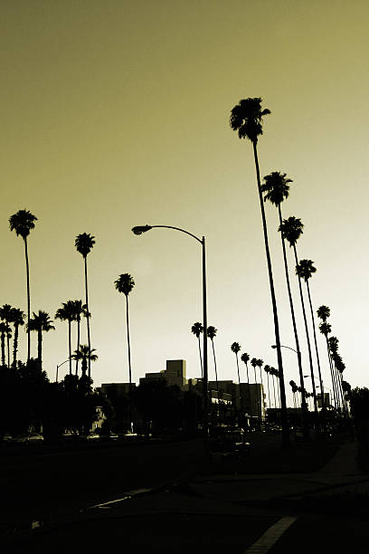 istock Los Angeles palm trees at sunset. 184104105