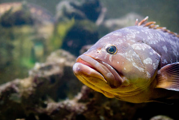 istock Exotic Bass fish species 184104148