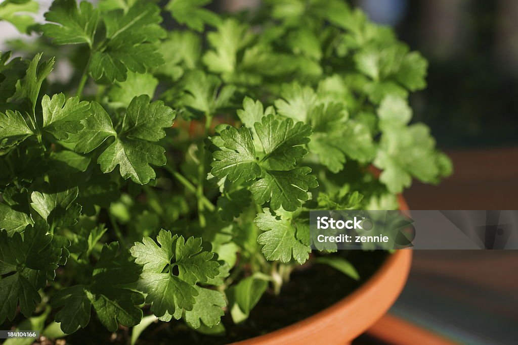 Jovem Salsa em Panela de Barro - Royalty-free Alimentação Saudável Foto de stock