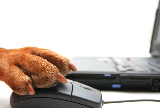 istock Closeup of a dog paw using a computer mouse 184104289