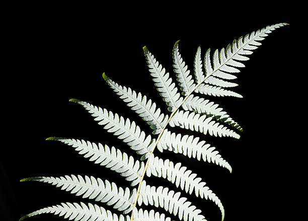 Silver Fern Silver fern isolated on a black background. fern silver new zealand plant stock pictures, royalty-free photos & images