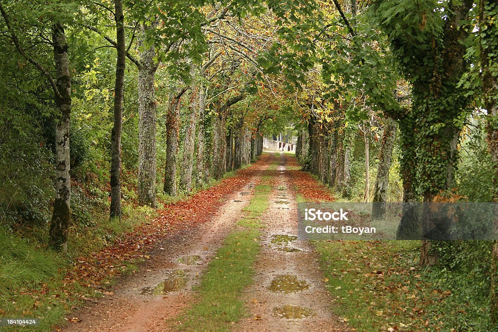 Caminho na floresta - Foto de stock de Poitiers royalty-free