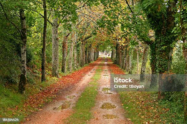 Foto de Caminho Na Floresta e mais fotos de stock de Poitiers - Poitiers, França, Avenida