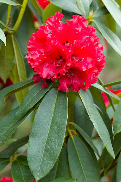 istock Rhododendron 'Grace Seabrook' portrait 184104552