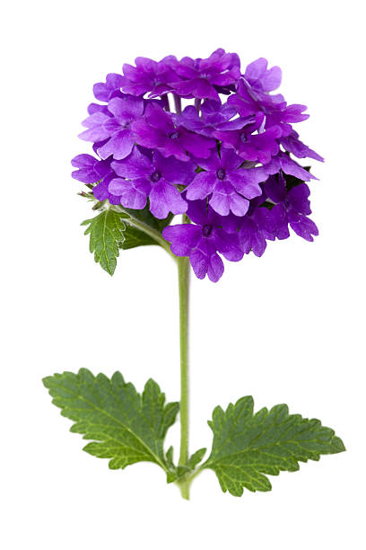 Purple Verbena Flower Stalk and Leaves on White stock photo