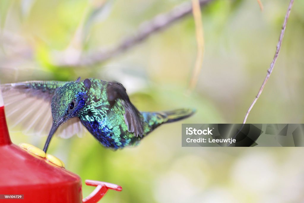 colorfull humming bird comer - Foto de stock de Alimentar libre de derechos