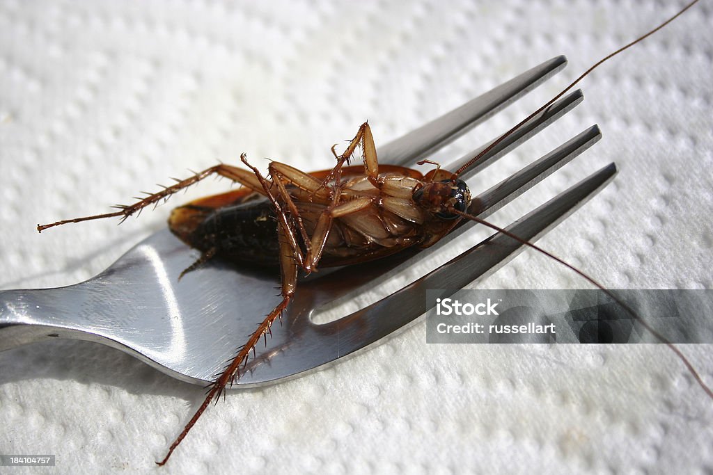 Roach jantar - Foto de stock de Barata royalty-free