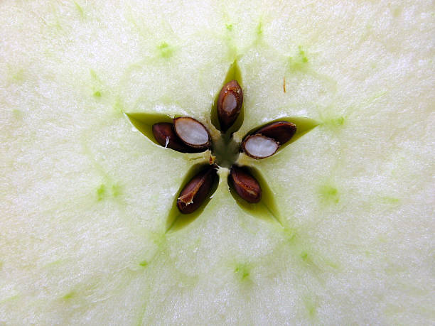 star Apple - foto stock