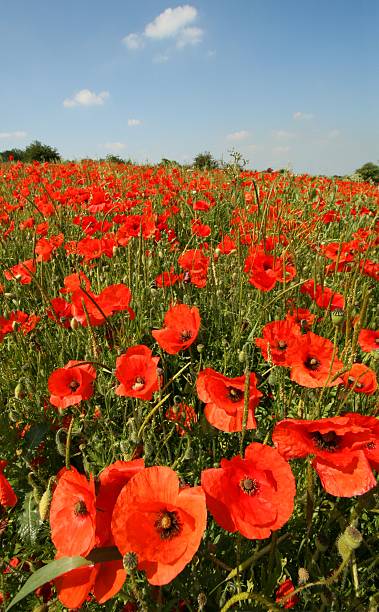 istock Hill of Poppies 184104797