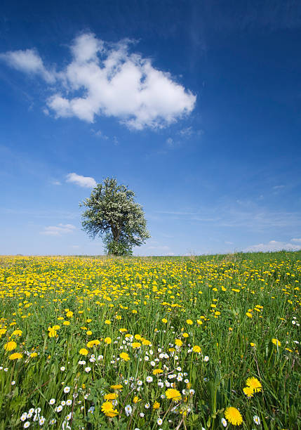 blooming meadow in spring stock photo