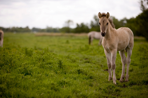 A young foal gazes into the camera in curiosity.