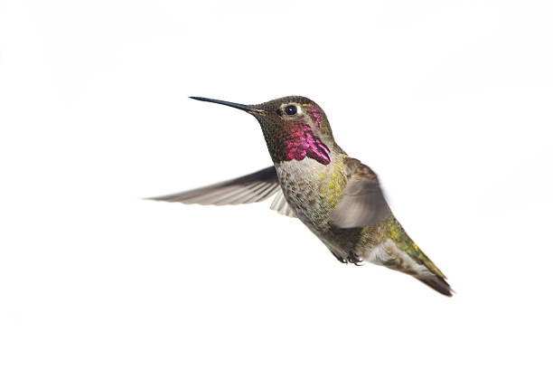 anna's hummingbird male-weißem hintergrund xl - bird hummingbird flying annas hummingbird stock-fotos und bilder