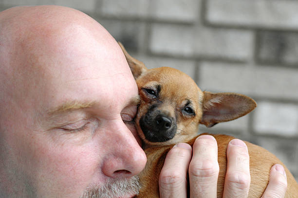 istock Love My Chihuahua 184104965
