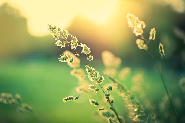 草地 - nature flower macro summer ストックフォトと画像