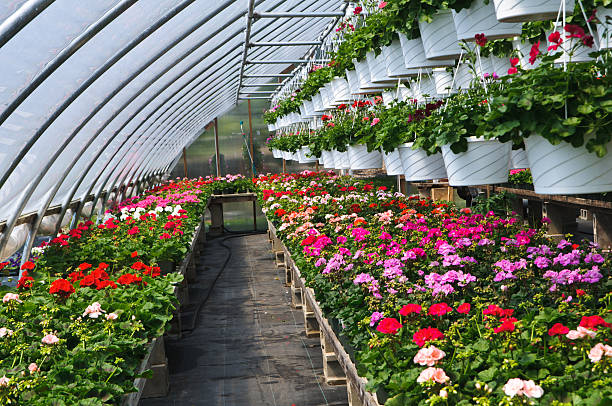 istock Geraniums in the Greenhouse 184105038