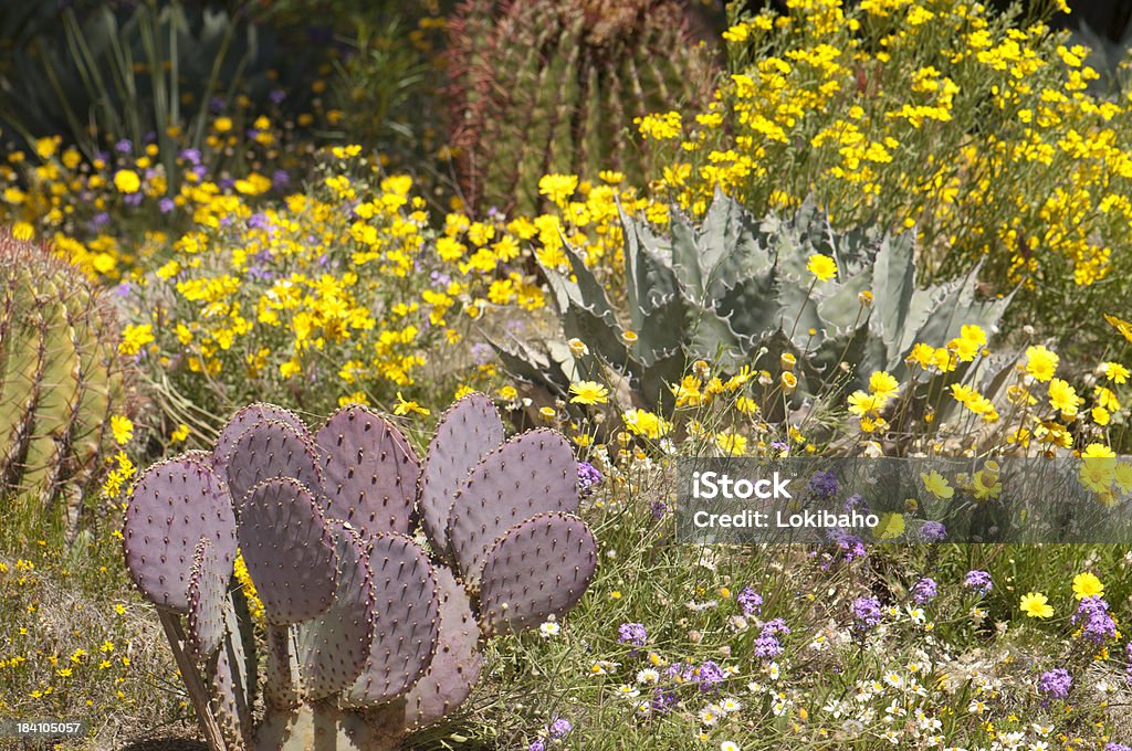 元のサボテンや砂漠の花 - アメリカ南西部のロイヤリティフリーストックフォト