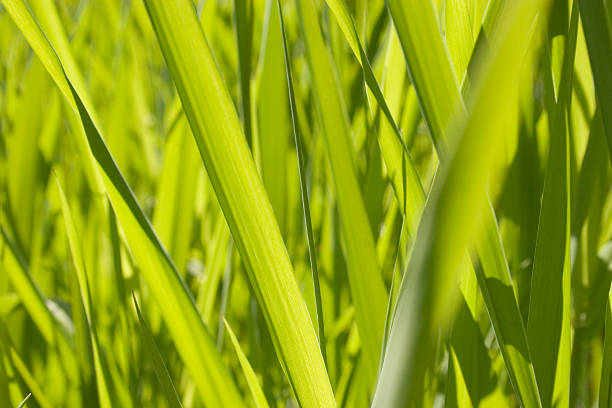 istock Blades of Green Grass 184105268