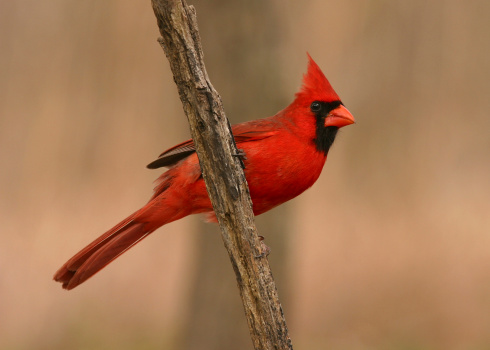 A velvety red male Northern Cardinal.
